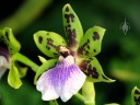 Zygopetalum Adelaide Meadows, orchid hybrid flower, Pacific Orchid Expo 2016, San Francisco, California