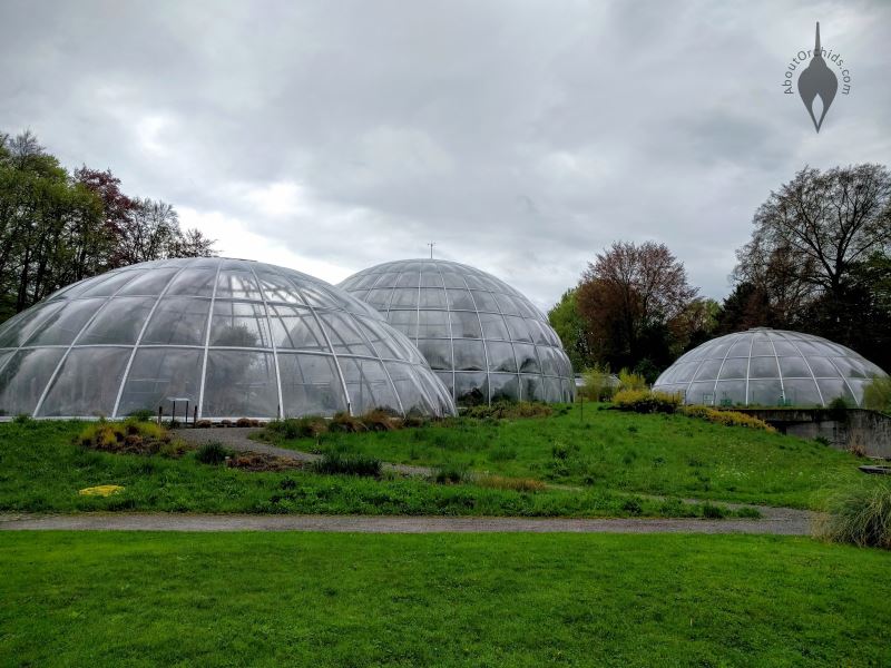 AboutOrchids » Blog Archive » Botanical Garden of the University of Zurich