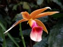 Phaius tankervilleae, orchid species flower, Nun's Orchid, Botanical Garden of the University of Zurich, Switzerland