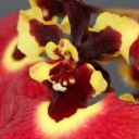 Close-up of Tolumnia Genting Volcano flower, orchid hybrid, Equitant Oncidium, Dancing Lady Orchid, miniature orchid, grown indoors in Pacifica, California