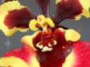 Close-up of Tolumnia Genting Volcano flower, orchid hybrid, Equitant Oncidium, Dancing Lady Orchid, miniature orchid, grown indoors in Pacifica, California