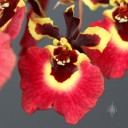 Tolumnia Genting Volcano, orchid hybrid flower, Equitant Oncidium, miniature orchid, grown indoors in Pacifica, California