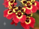 Tolumnia Genting Volcano, orchid hybrid flower, Equitant Oncidium, Dancing Lady Orchid, miniature orchid, grown indoors in Pacifica, California