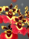 Tolumnia Genting Volcano, orchid hybrid flowers, Equitant Oncidium, Dancing Lady Orchid, miniature orchid, grown indoors in Pacifica, California