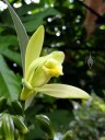 Vanilla planifolia, orchid species flower, Botanical Garden of the University of Zurich, Switzerland