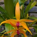 Bulbophyllum Jersey, orchid hybrid, in flower at Montreal Botanical Garden, Canada