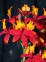 Epidendrum hybrid flowers, Pacific Orchid Expo 2013, San Francisco, California