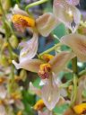 Gongora portentosa, orchid species, in flower at Montreal Botanical Garden, Canada