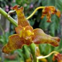 Grammangis ellisii, orchid species, in flower at Montreal Botanical Garden, Canada