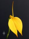 Masdevallia coccinea var. xanthina 'M. Wayne Miller' AM/AOS, orchid species, yellow flower, grown outdoors in Pacifica, California