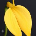 Masdevallia coccinea var. xanthina 'M. Wayne Miller' AM/AOS, orchid species, close up view of yellow flower, grown outdoors in Pacifica, California