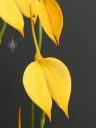 Masdevallia coccinea var. xanthina 'M. Wayne Miller' AM/AOS, orchid species, yellow flowers, grown outdoors in Pacifica, California