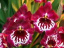 Miltoniopsis hybrid flowers, Pansy Orchids, Pacific Orchid Expo 2013, San Francisco, California