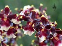 Oncidium hybrid flowers, Dancing Lady Orchids, Pacific Orchid Expo 2015, San Francisco, California