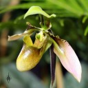Paphiopedilum flower, Lady Slipper, Pacific Orchid Expo 2014, San Francisco, California