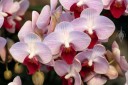 Phalaenopsis Little Pink Gem, Moth Orchid hybrid, Phal flowers, Pacific Orchid Expo 2015, San Francisco, California