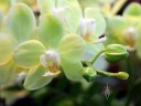 Phalaenopsis Taida Lime, Moth Orchid hybrid, Phal flower and buds, Pacific Orchid Expo 2016, San Francisco, California