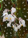 Begonia with white-spotted leaves at the Montreal Botanical Garden, Canada