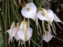 Brassavola acaulis, orchid species flowers and leaves, Montreal Botanical Garden, Canada