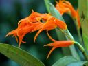 Brassia aurantiaca, aka Ada aurantiaca, orchid species with orange flowers, grown outdoors in San Francisco, California