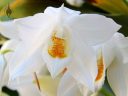 Coelogyne mooreana, orchid species flower, grown outdoors in San Francisco, California