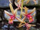 Cymbidium orchid flowers, Montreal Botanical Garden, Canada