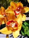 Cymbidium hybrid flowers, grown outdoors in Pacifica, California