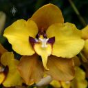 Cyrtochilum macranthum, aka Oncidium macranthum, orchid species flower, grown outdoors in San Francisco, California