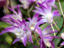 Dendrobium kingianum, orchid species, Pacific Orchid Expo 2015, San Francisco, California