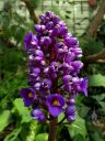 Dichorisandra thyrsiflora, Blue Ginger flowers, in bloom at the Montreal Botanical Garden, Canada