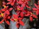 Epidendrum x obrienianum, orchid hybrid flowers with water drops, grown outdoors in San Francisco, California