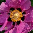 Flower with bees at the Montreal Botanical Garden, Canada