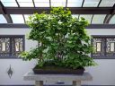 Ginkgo biloba bonsai, Montreal Botanical Garden, Canada