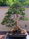 Juniperus chinensis var. sargentii, Sargent Juniper bonsai, 275 year old bonsai at the Montreal Botanical Garden, Canada