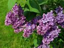 Lilac in bloom at the Montreal Botanical Garden, Canada