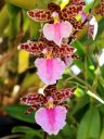 Odontoglossum Bic-ross, orchid hybrid flowers, grown outdoors in San Francisco, California