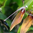 Restrepia antennifera 'Cow Hollow', orchid species, Pacific Orchid Expo 2015, San Francisco, California