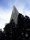Fog coming in above the Transamerica Pyramid, looking up to the top of the pyramid from ground level with trees in foreground, San Francisco, California
