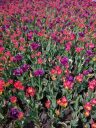 Field of tulips at the Montreal Botanical Garden, Canada