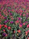 Field of tulips at the Montreal Botanical Garden, Canada