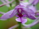 Calanthe, orchid flower, Orchids in the Park 2016, Golden Gate Park, San Francisco, California