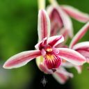 Cymbidium aloifolium var simulans, orchid species flower, Orchids in the Park 2014, San Francisco, California