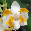Doritis champorensis var alba, Moth Orchid, Phalaenopsis, Phal flower, miniature orchid, Golden Gate Park, San Francisco, California