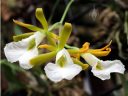 Encyclia mariae, aka Euchile mariae, orchid species flowers, Orchids in the Park 2016, Golden Gate Park, San Francisco, California