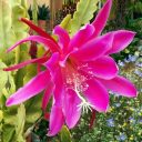 Pink Orchid Cactus flower, Epiphyllum, grown outdoors in Pacifica, California