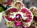 Harlequin Phalaenopsis hybrid, Moth Orchid, Phal flower, Golden Gate Park, San Francisco, California