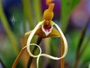 Maxillaria fractiflexa, orchid species flower with curved petals, Orchids in the Park 2014, San Francisco, California
