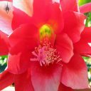 Close up of red Orchid Cactus flower, Epiphyllum, grown outdoors in San Francisco, California