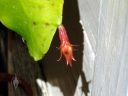 Small flower bud growing on red Orchid Cactus, Epiphyllum, grown outdoors in San Francisco, California