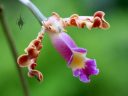 Myrmecophila exaltata, aka Schomburgkia exaltata, orchid species flower with wavy petals, Orchids in the Park 2016, Golden Gate Park, San Francisco, California